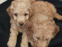 Pudel toy 2 luni