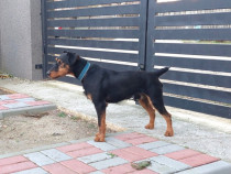 Mascul superb Jagdterrier