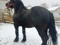 Vand cal 3 ani jumate