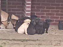 Vand pui de labrador