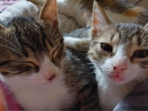 Donez 2 pui de pisică cine &icirc;și dorește aștept mesaj!