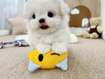 Bichon Maltez Mini Toy