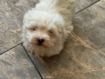 Bichon mini toy baieti si fetite