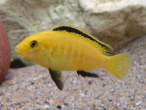 Labidochromis caeruleus - direct din crescatorie