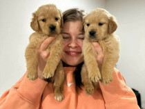 Pui Golden Retriever