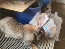 Masculi și femele UG