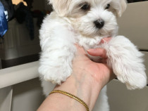 Bichon maltez mini toy