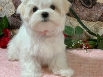 Bichon maltez mini toy