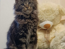 Maine coon pui superbi