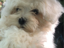Bichon maltez alb talie micuta