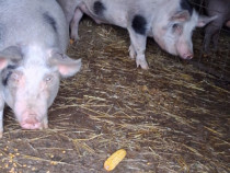 V&acirc;nd porci pentru sacrificat