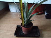 Ananas mic de 20 cm &icirc;nălțime