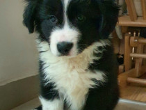 Border Collie Adorabili