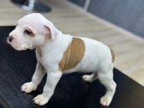 !!! Amstaff rasa pura !!!