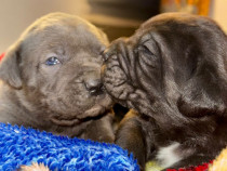 Cățeluși Cane Corso cu pedigree tip A