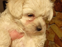 Căței bichon maltez