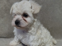 Căței bichon maltez