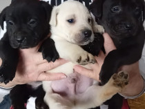 Pui labrador Retriver