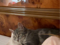Pisicuță mix de Siameza Tabby și Albastru de Rusia