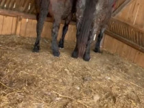 V&acirc;nd iapă și m&acirc;nz