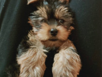 Yorkshire terrier complet vaccinat