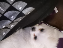 Bichon fetita 7 saptamani