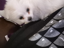 Bichon fetita 7 saptamani