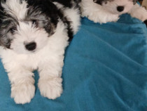 Bichon fetita si baiat