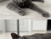 British shorthair blue