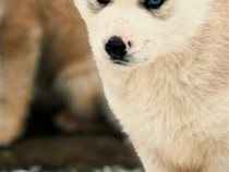 Pui Husky Siberian