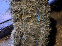 Baloti de otava 15 lei bucata