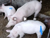 De vanzare cei insemnati