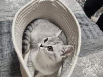 Pui pisica british silver tabby 2.5 luni