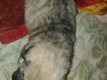 Pui ciobănesc caucazian