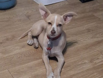 Dau spre adoptie catelusa Luna