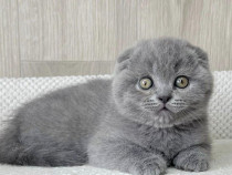 Scottish fold puiuți