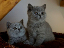British shorthair