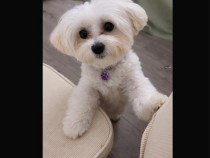 Vand cățelușă bichon