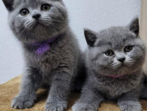 British shorthair blue