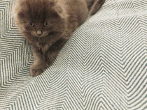 Fetita adorabila Scottish Fold Blue Longhair cauta casuta