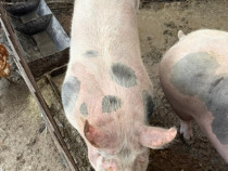 V&acirc;nd porci crescuți natural