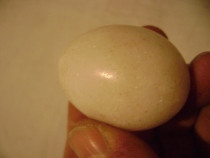 Ou din marmura pentru cuibar gaini care mananca oua
