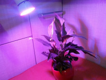 bec led plante