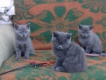 Pui De Pisica Caracal Pret - Blog Pisica