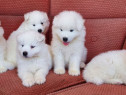 Pui samoyed samoyede femele si masculi