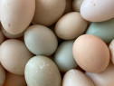 Oua de rata pentru incubat