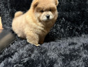 Chow Chow Blue Mascul