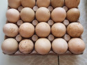 Ouă de rate mute pentru incubat