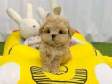 Maltipoo mini toy