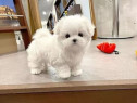 Bichon maltez mini toy